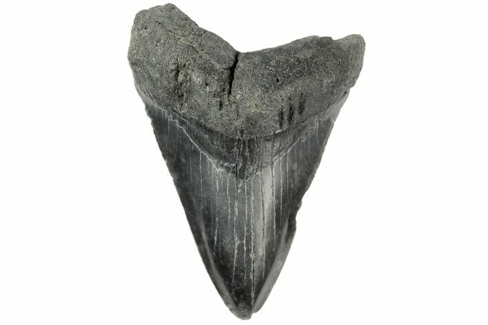 Bargain Fossil Megalodon Tooth - South Carolina #185238